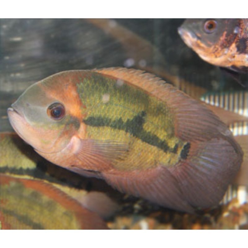 Chocolate Cichlid