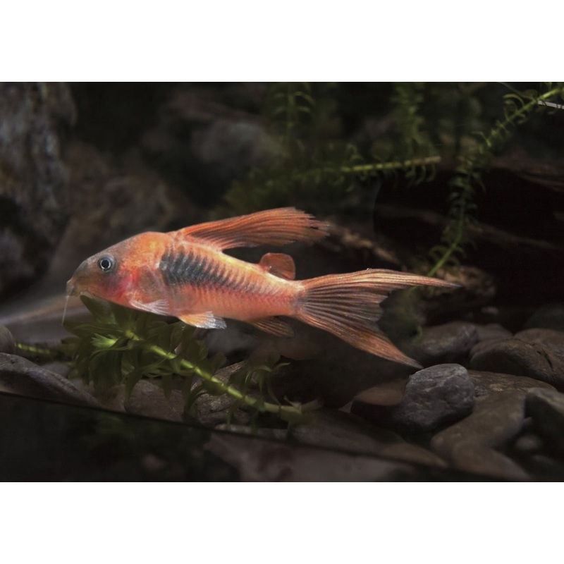 Corydoras Bronze- Longfin