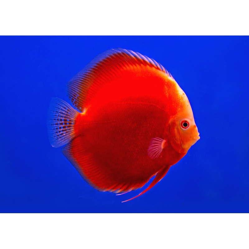 Discus Red Melon