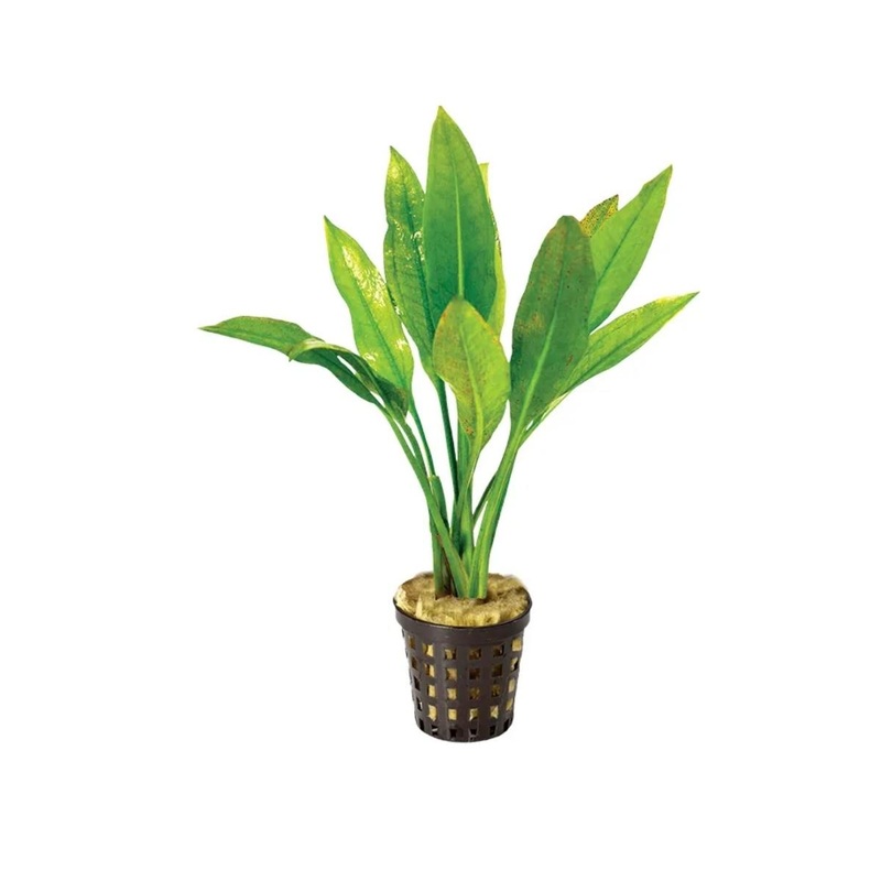 Echinodorus Amazon in Mesh Pot