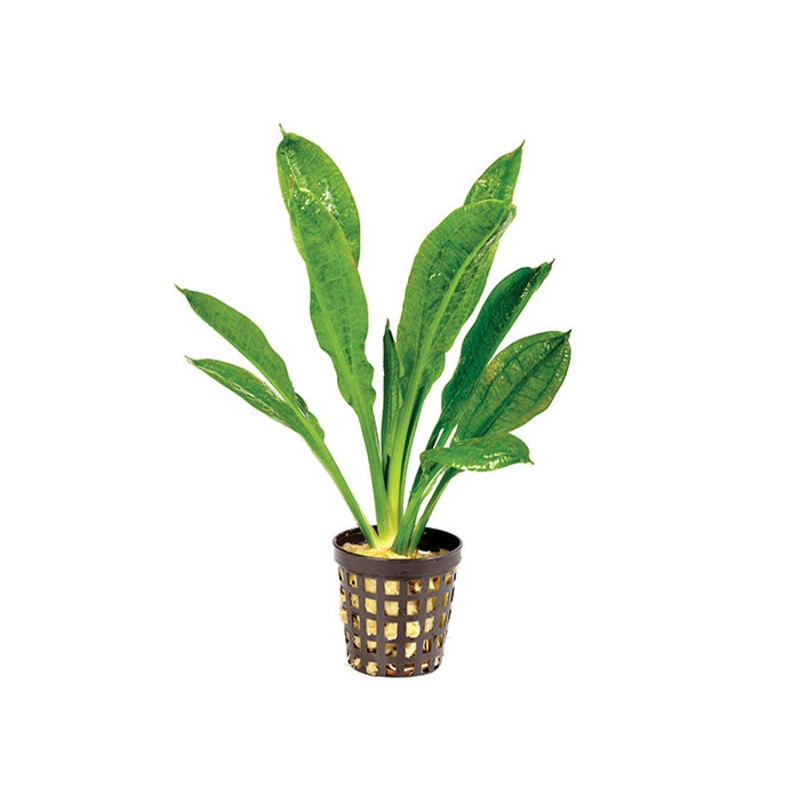 Echinodorus Sword in Mesh Pot