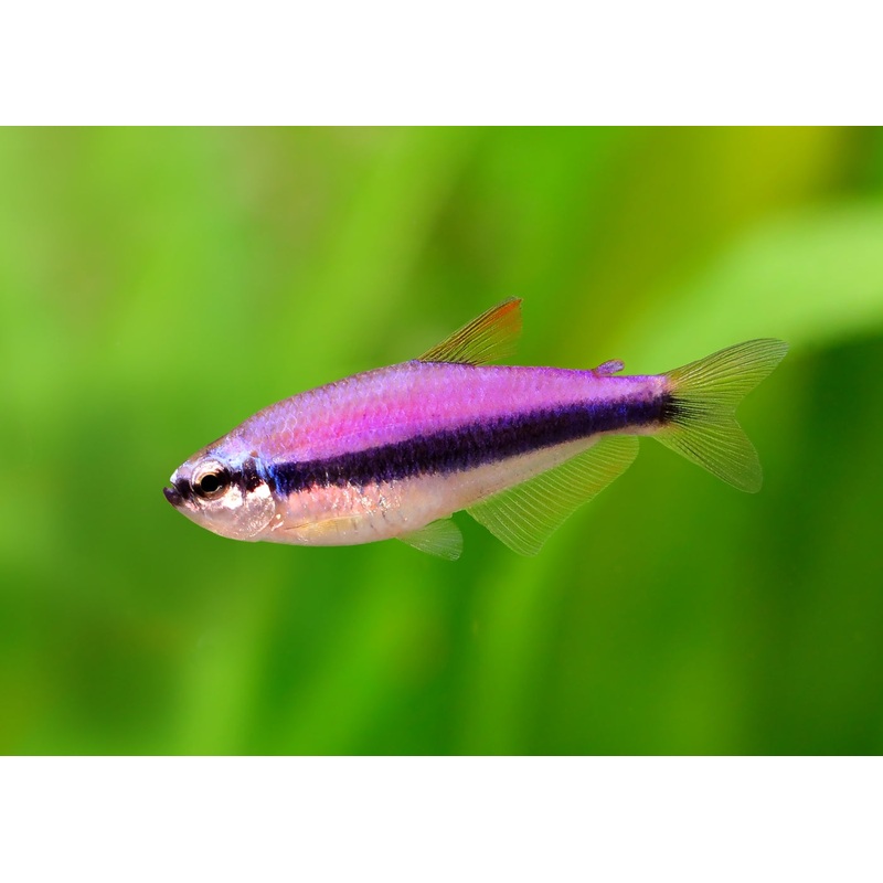 Emperor Tetra - Blue Kerri