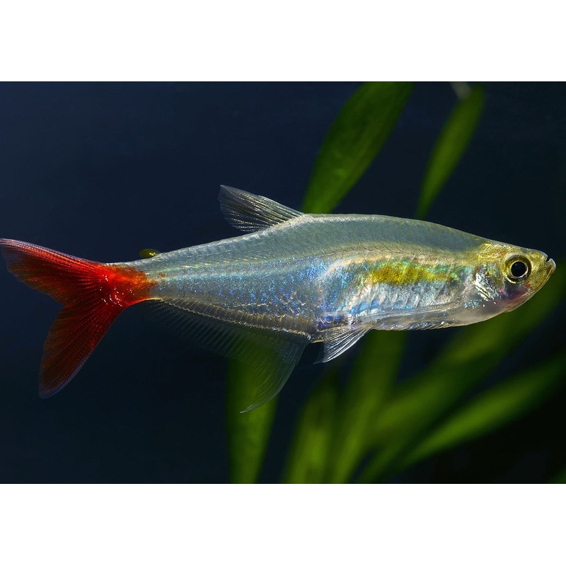 Glass Bloodfin Tetra
