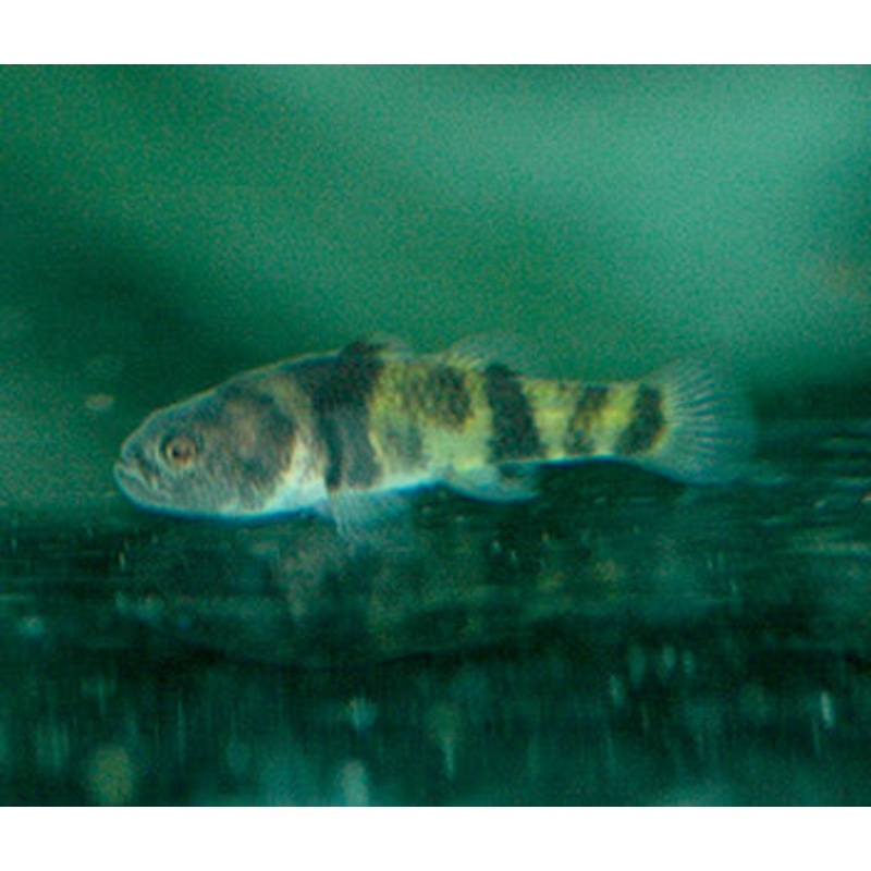 Goby - Brachygobius Kabilensis