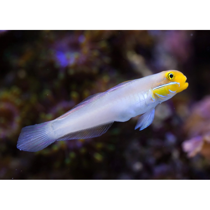 Goby - Gold Head