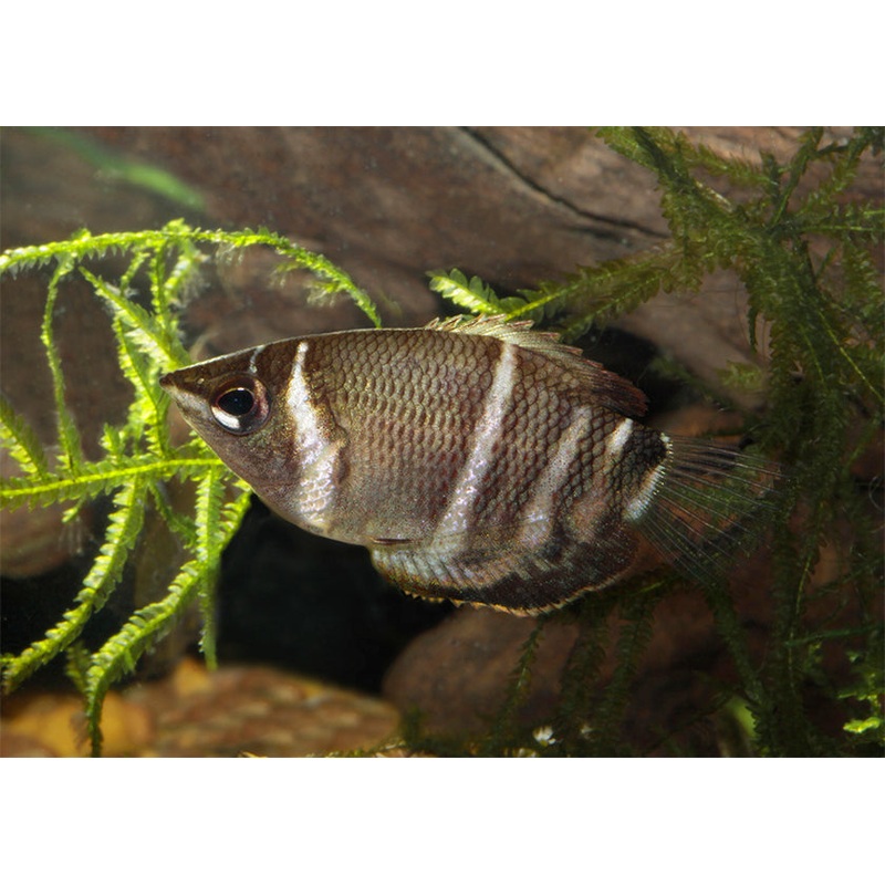 Gourami Chocolate