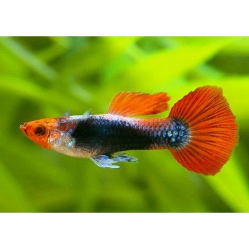 Guppy Male Koi
