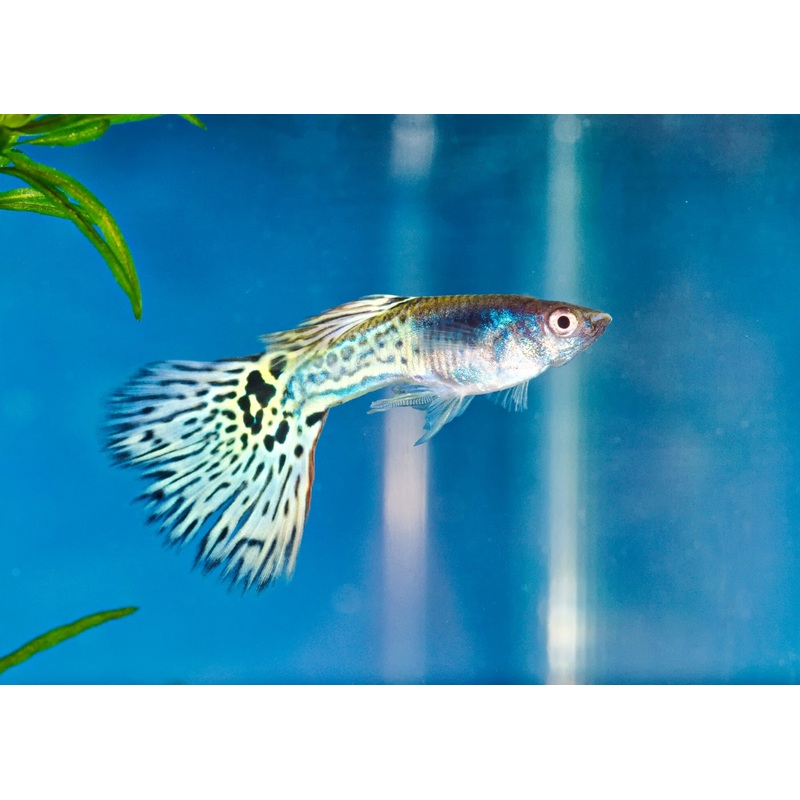 Guppy Male Leopardtail