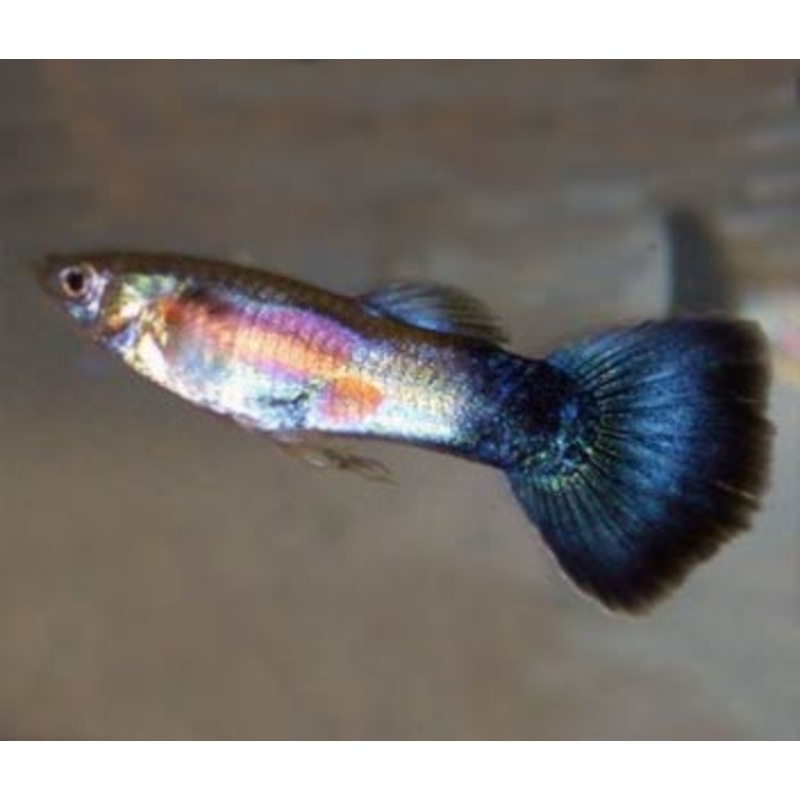 Guppy Male Purple Queen