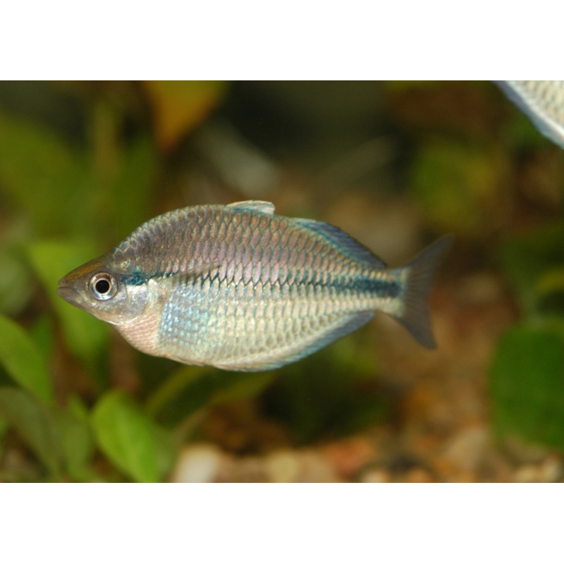 Kamaka Rainbowfish - M. kamaka