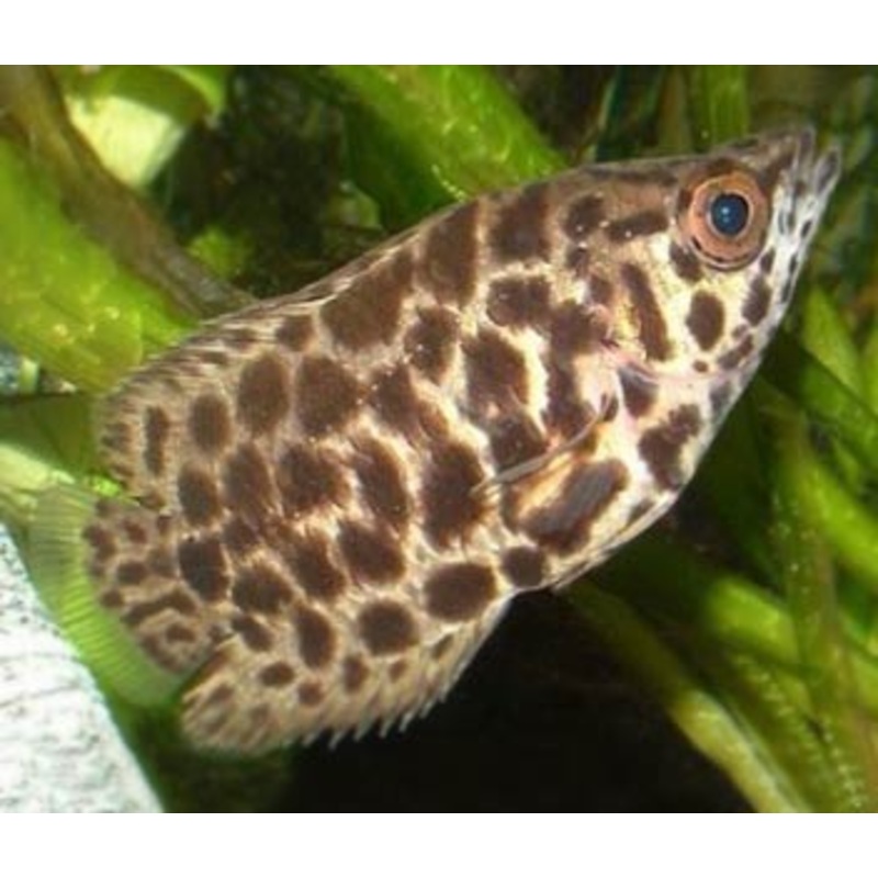 Leopard Bushfish