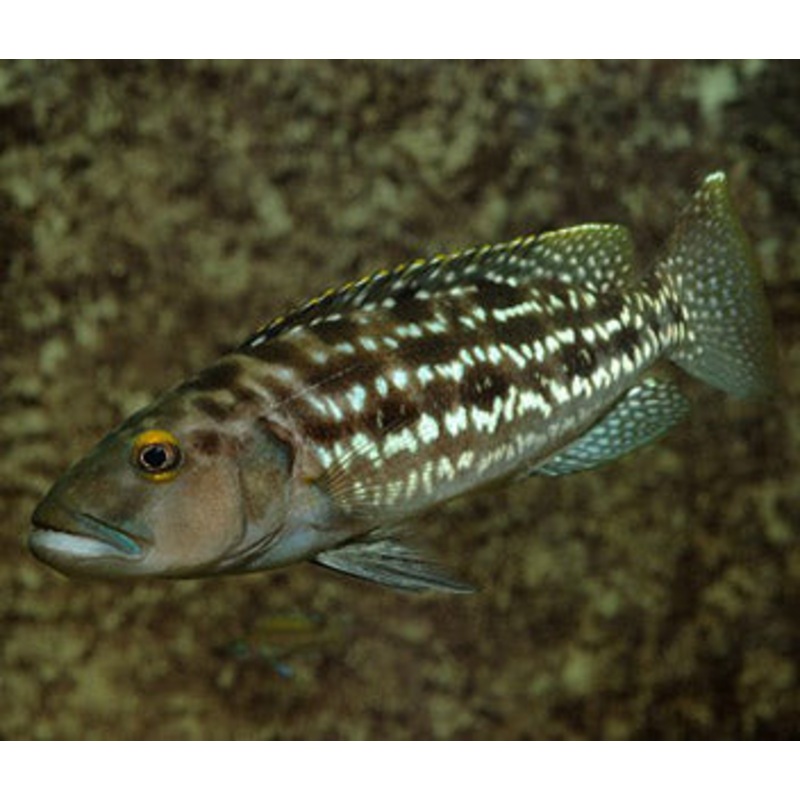 Lepidiolamprologus Elongatus
