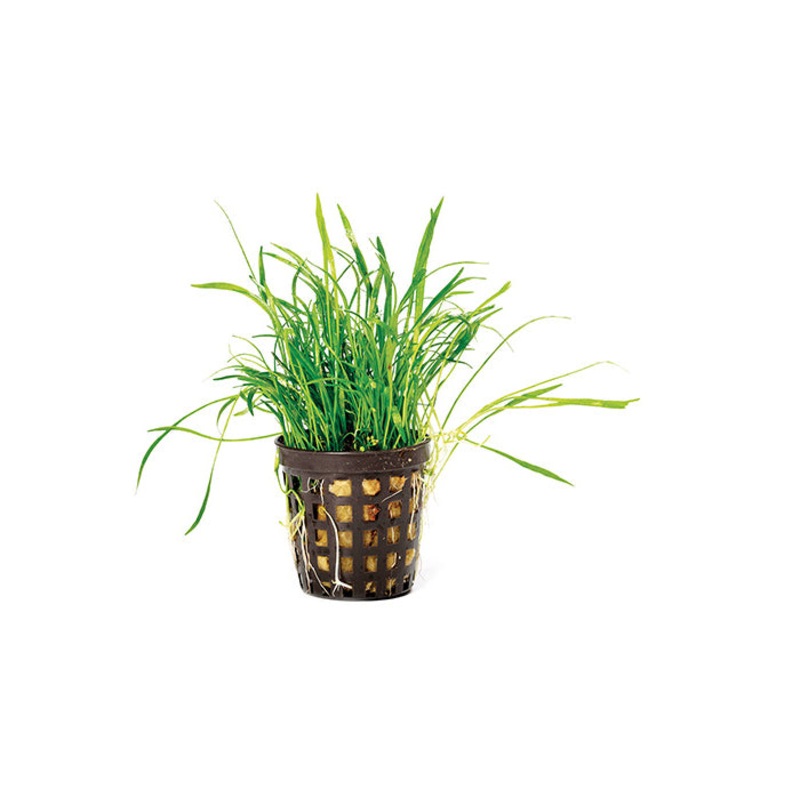 Lilaeopsis in Mesh Pot