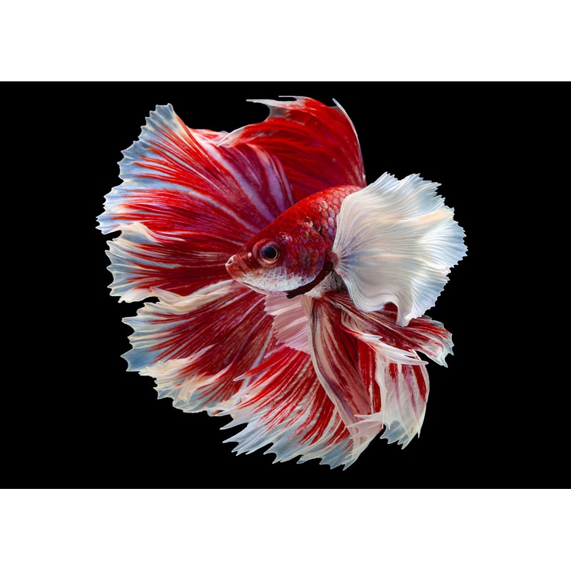 Male Halfmoon Dumbo Fin Betta