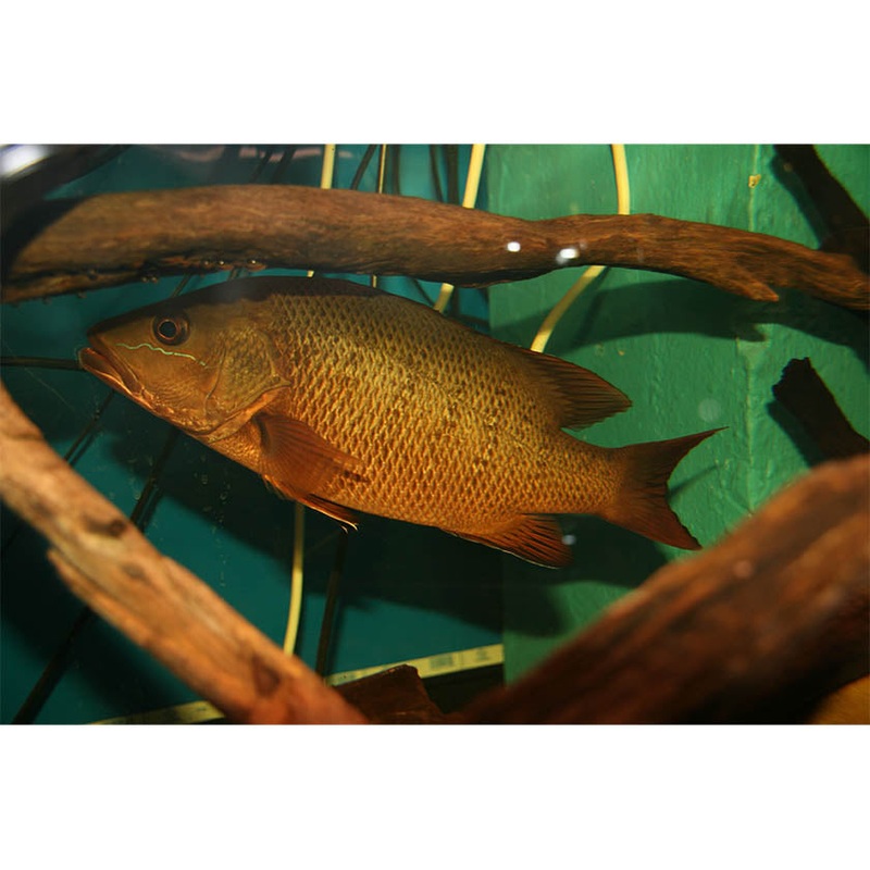 Mangrove Jack