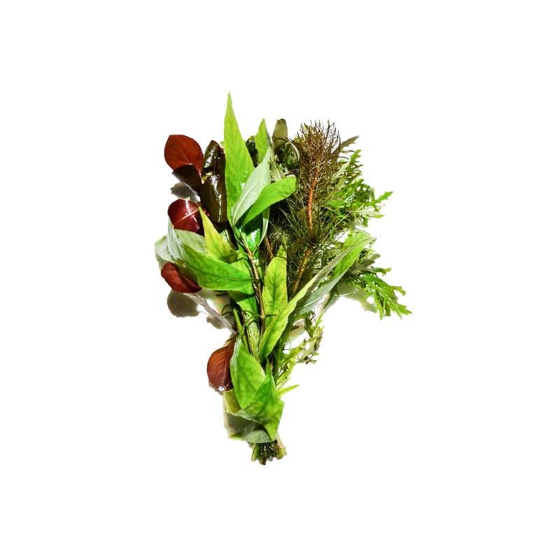 Mixed Bunch