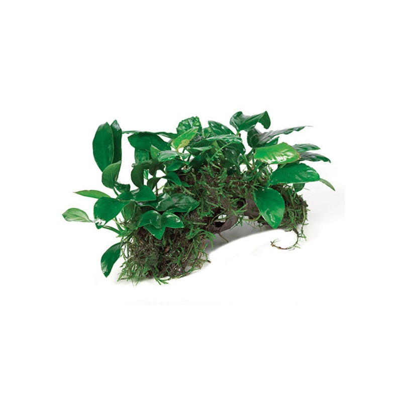Nano Rainforest Garden Driftwood Creation