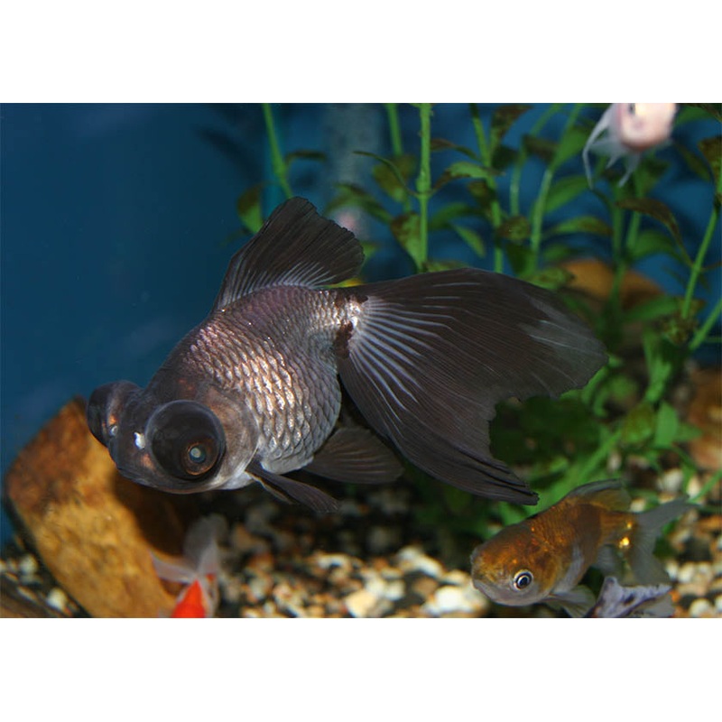 Panda Goldfish