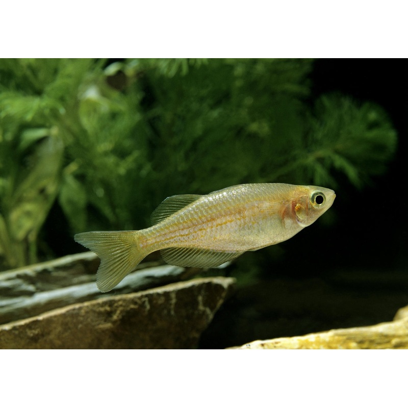 Pearl Danio Special (6 for $22)