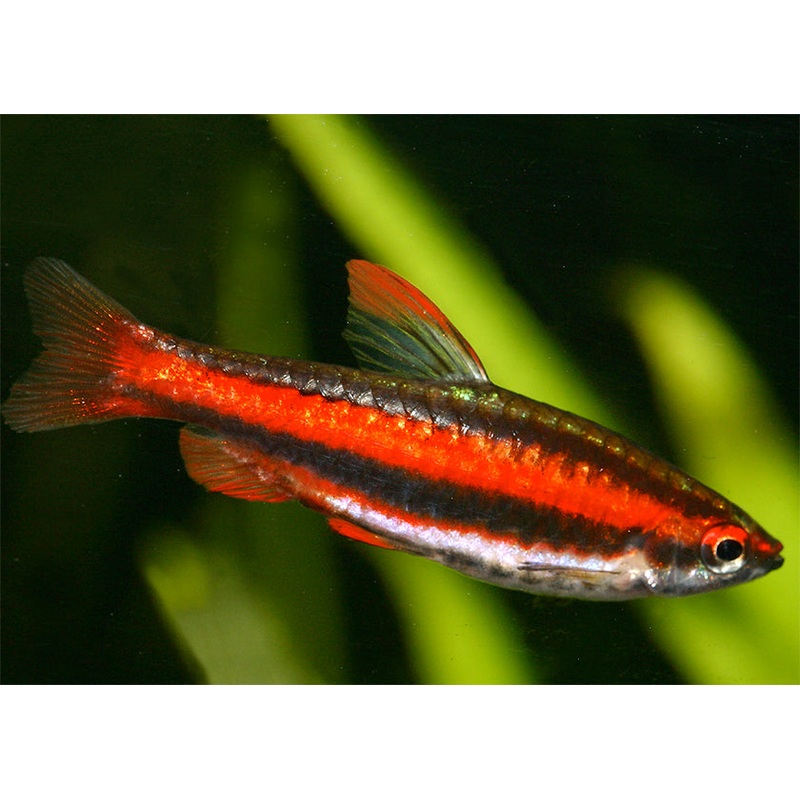Pencil Fish
