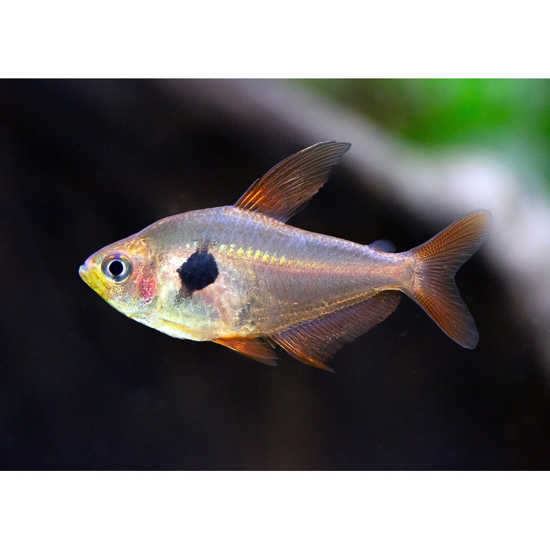 Phantom Tetra - Red