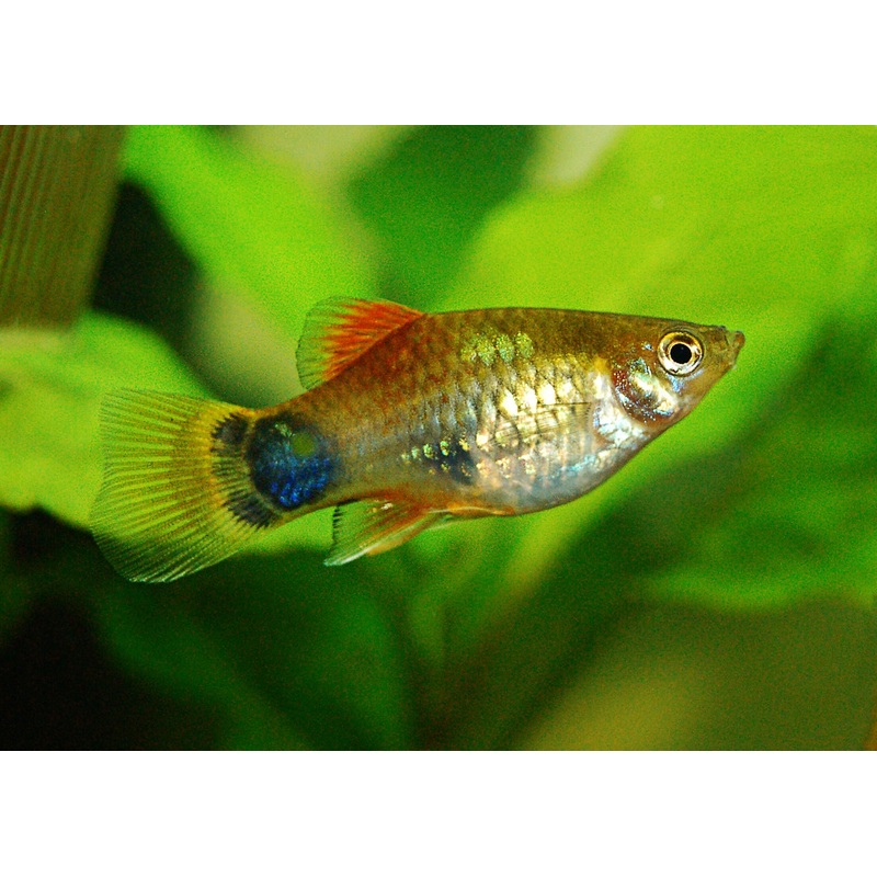 Platy Mickey Mouse