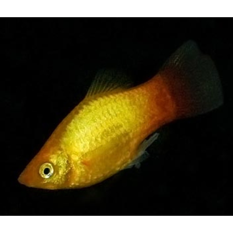 Platy Wagtail Glowlight Sunset
