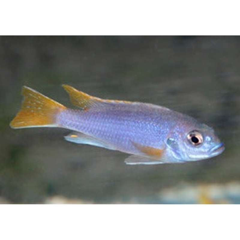 Pseudotropheus Acei Msuli Point