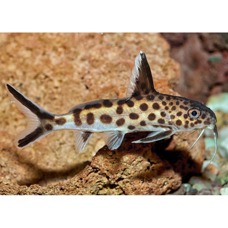 Synodontis
