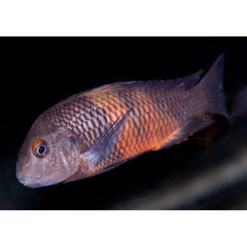 Tropheus Bemba Red