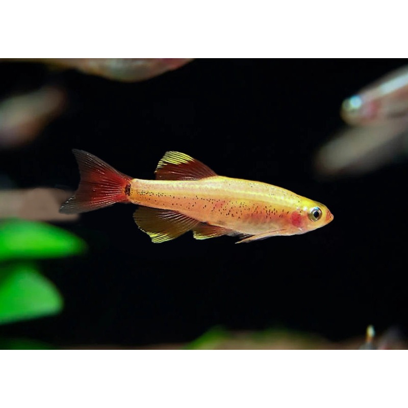 White Cloud - Gold Special (6 for $16)