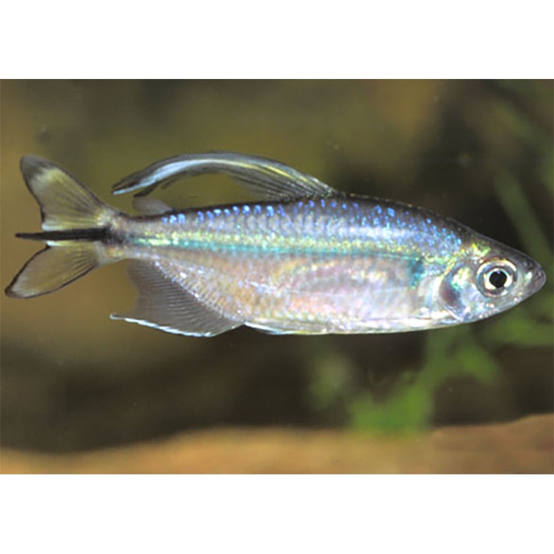 Yellow Tail Congo Tetra