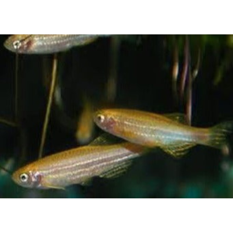 Zebra Danio - Gold Special (6 for $22)