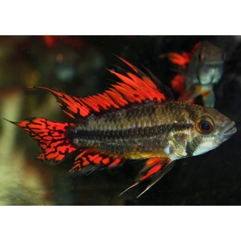 Apistogramma Cacatuoides Double Red