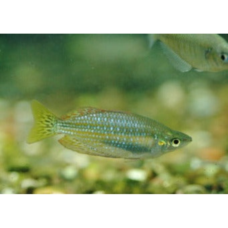 Banded Rainbowfish - Flat Rock Creek