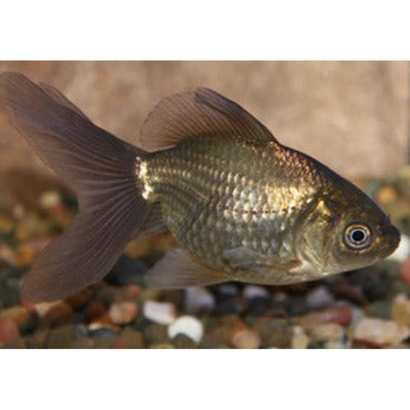 Bronze Goldfish/Shubunkin Assorted
