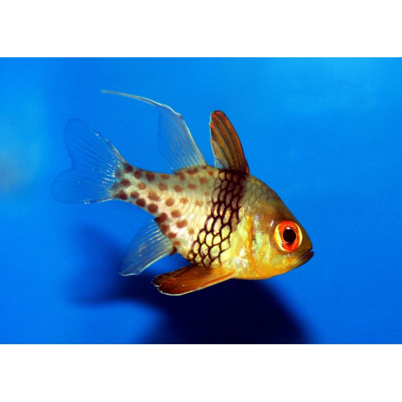 Cardinal Fish - PJ