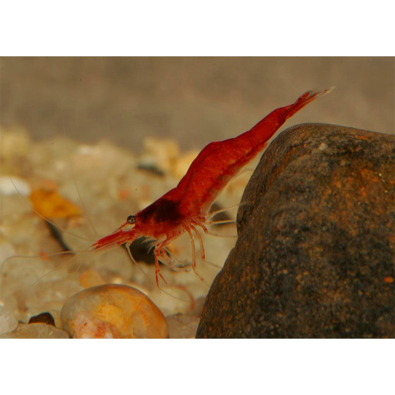 Cherry Shrimp - Mixed low grade