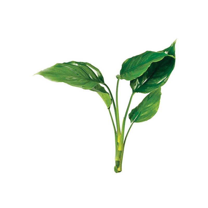 Chinese EverGreen