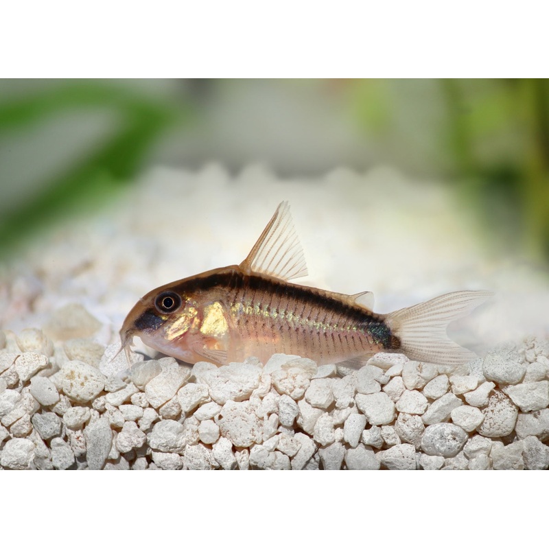 Corydoras Arcuatus - Skunk Catfish