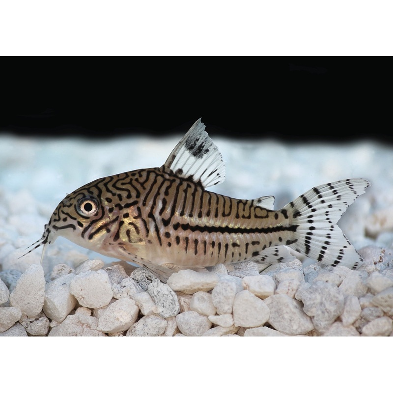 Corydoras Leopardus