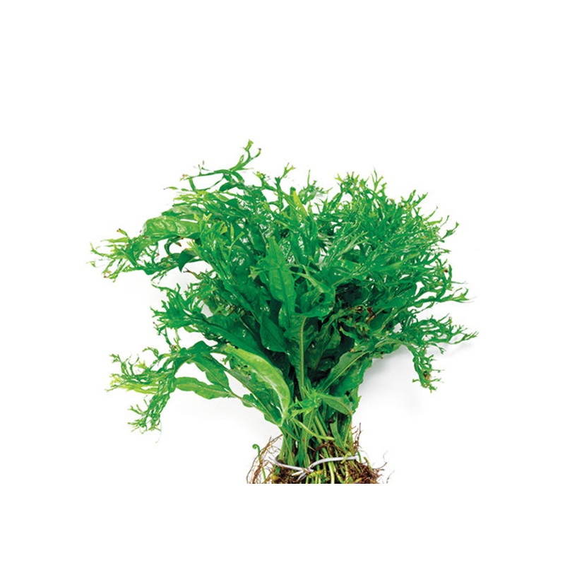Crested Micro Pteropus