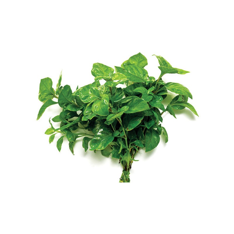 Curly Ivy