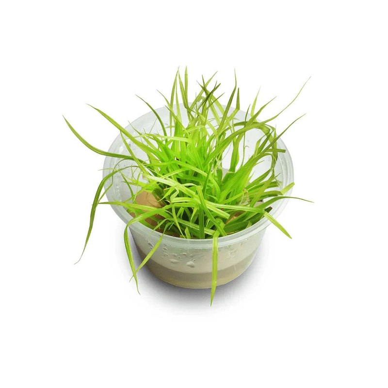Cyperus Helferi Tissue Culture