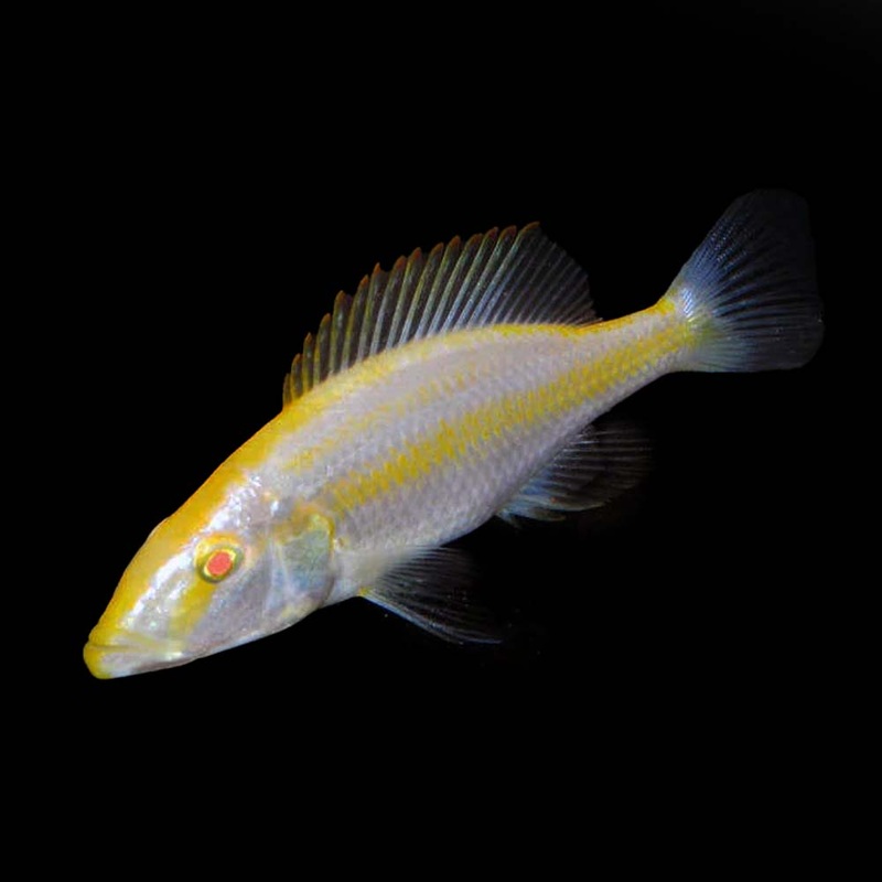Dimidiochromis compressiceps (albino eyebiter)