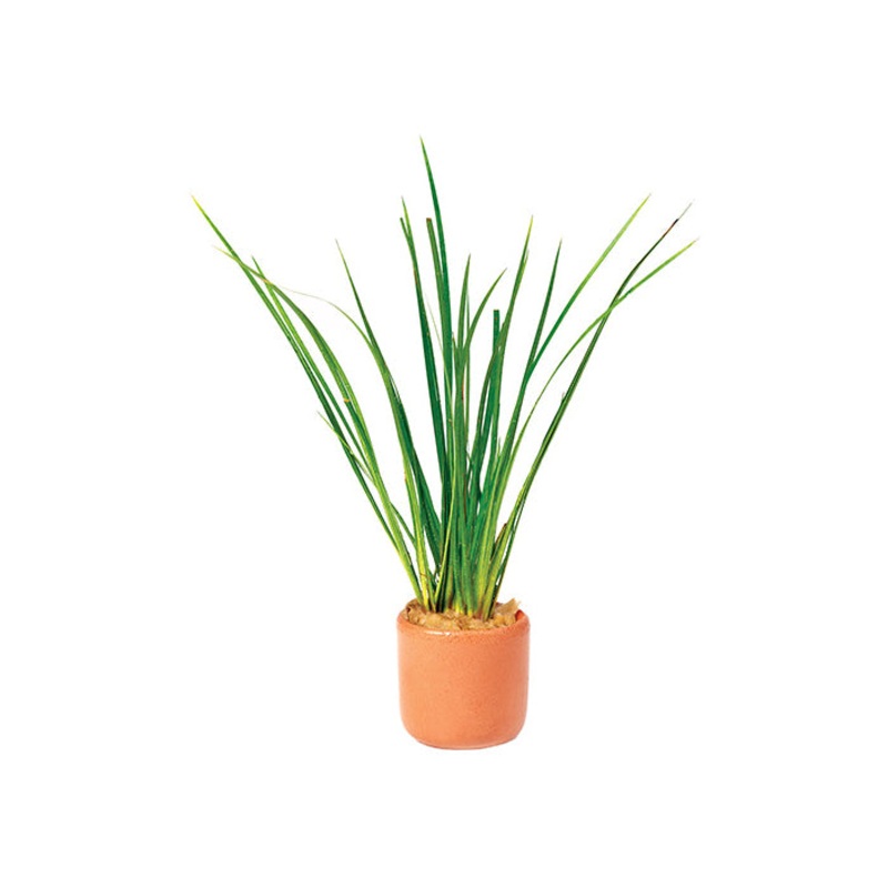 Dwarf Green Rush in Terracotta Pot