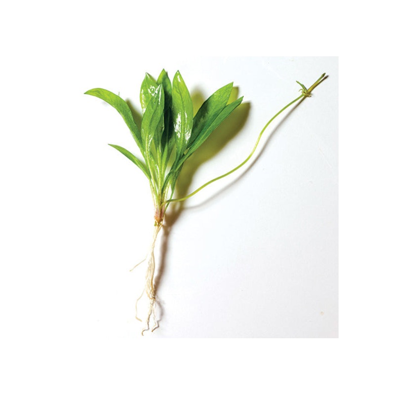 Echinodorus Grisebachii