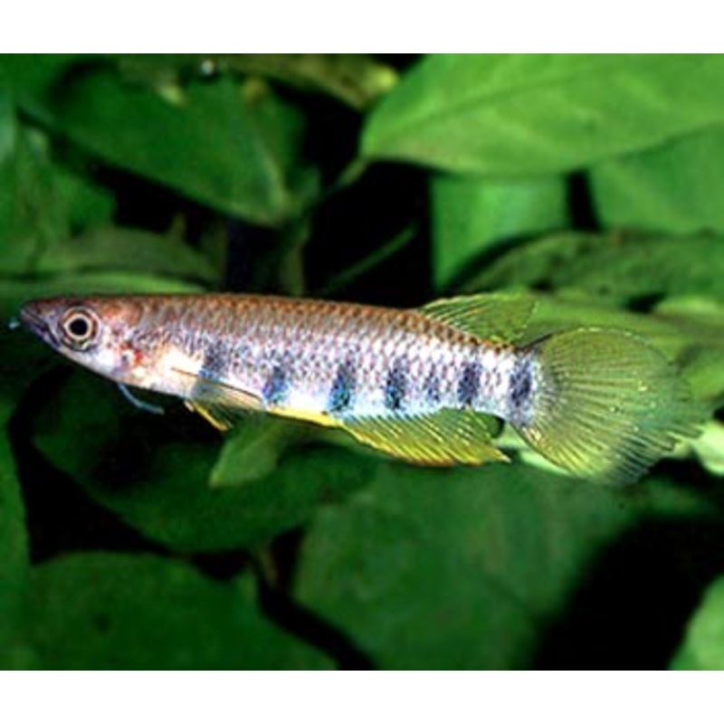 Epiplatys Sexfasciatus