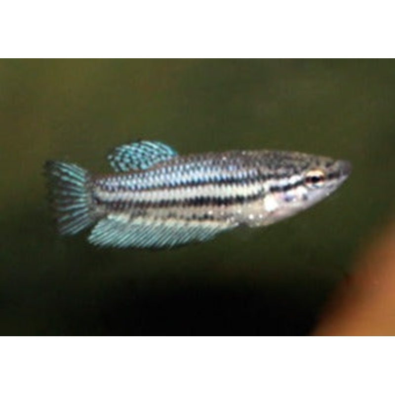 Fighter Fish - Female