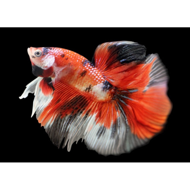 Fighter - Male Halfmoon Premium